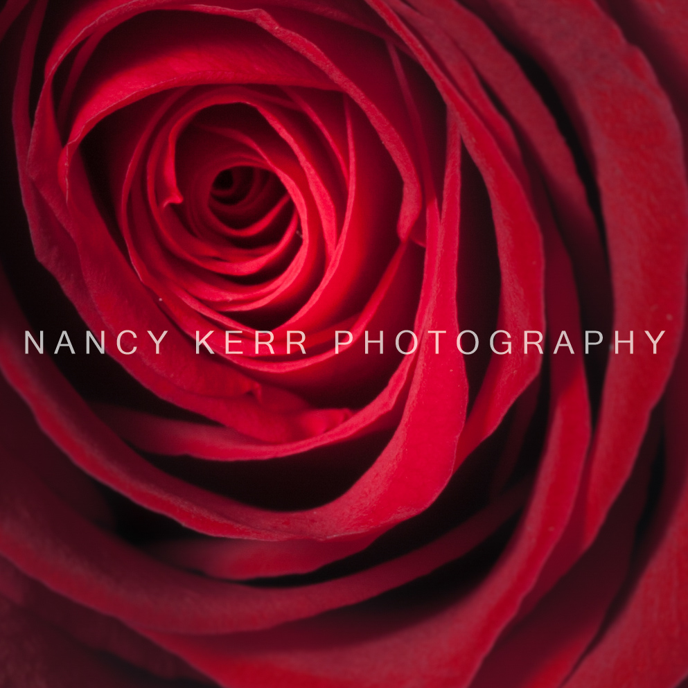 50 Shades of Red 12x12 Print