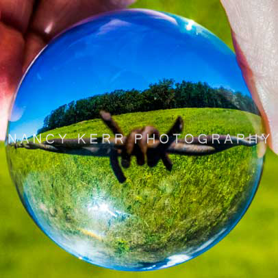 Barbed Wire 12x12 Print