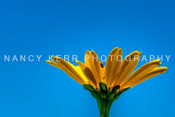 Outstanding 10x16 Print