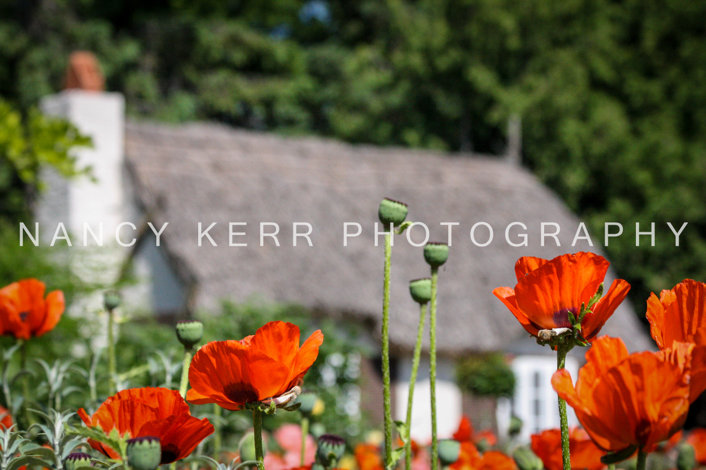 Plucked Poppies 8x12 Print