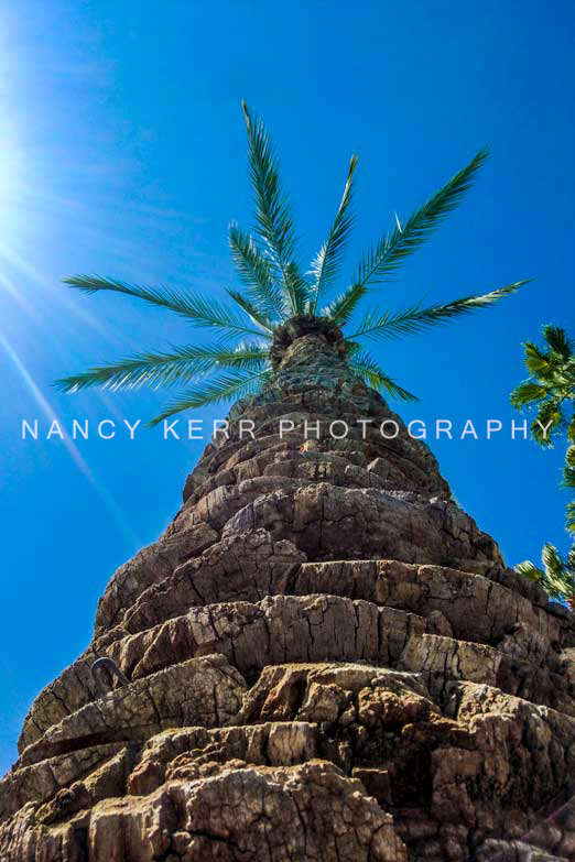 Prodigious Palm 16x24 Print