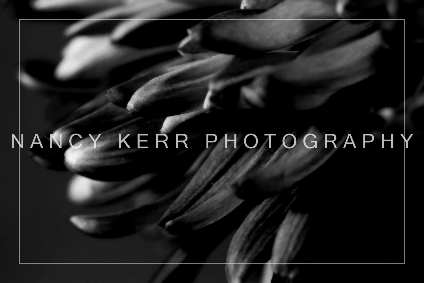 Sleepy Flowers 8x12 Print