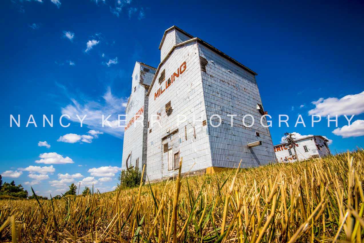 Still Standing 16x24 Print