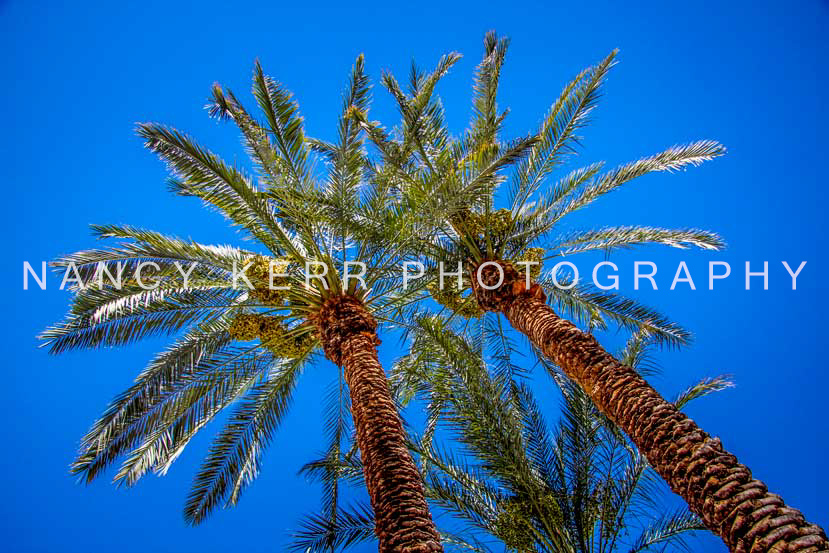 The Twins 10x16 Print