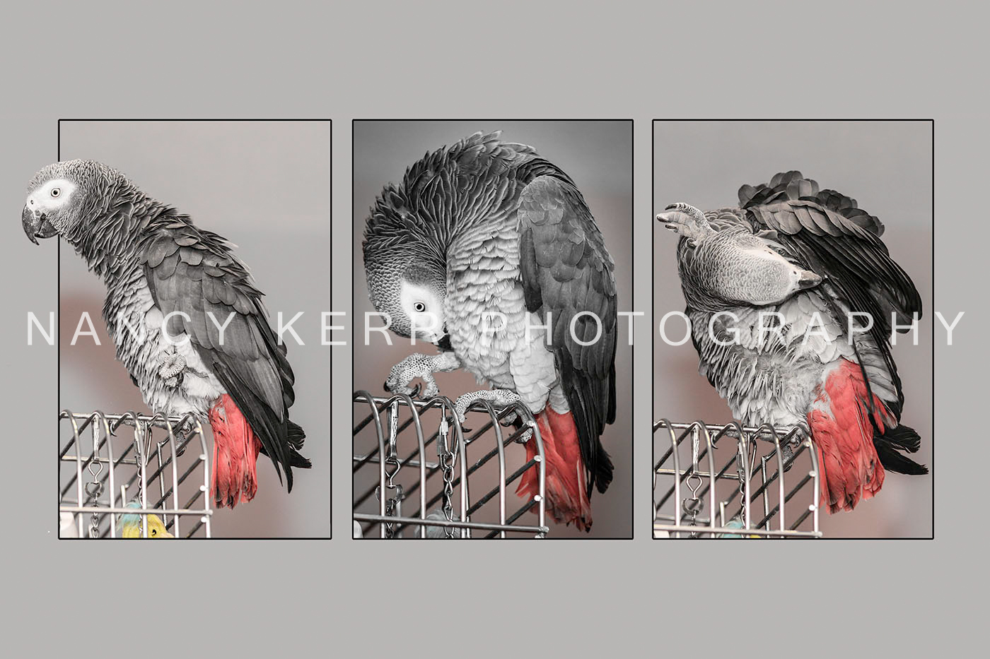 The Preen 12x18 Print