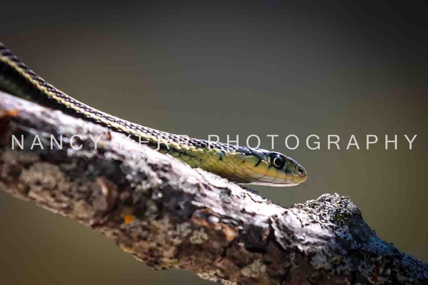 Tree Snake 12x18 Print
